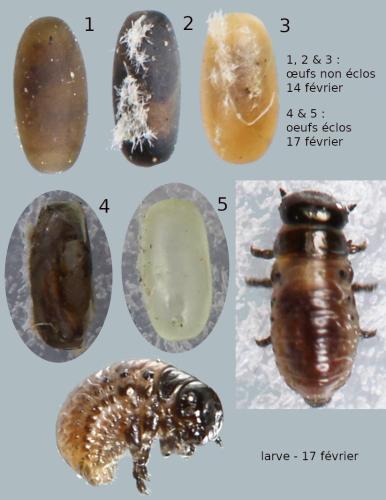 Réf. 298 422 : Chrysolina americana